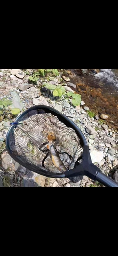 オショロコマの釣果