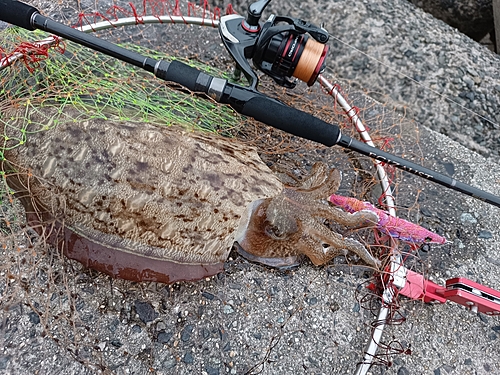 モンゴウイカの釣果