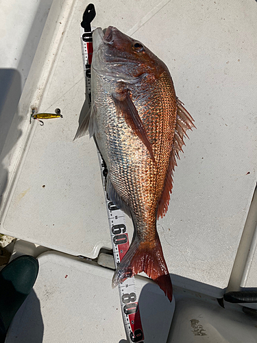 タイの釣果