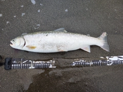 アメマスの釣果