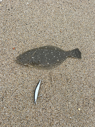 ソゲの釣果