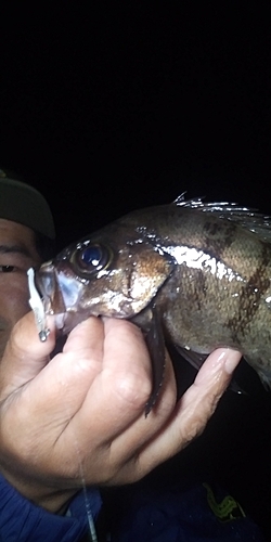 シロメバルの釣果