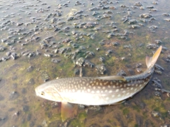 アメマスの釣果