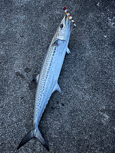 サゴシの釣果