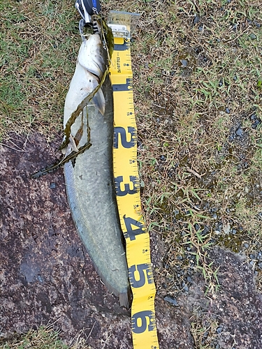 ナマズの釣果