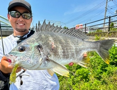 キビレの釣果