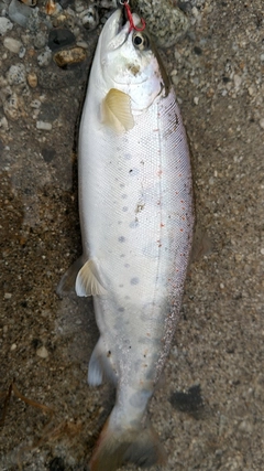 アマゴの釣果