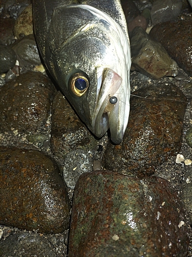 スズキの釣果