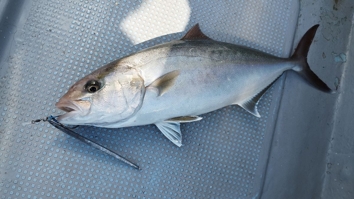 🎣みやもん🎣さんの釣果 2枚目の画像