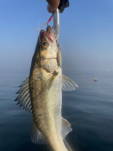 セイゴ（マルスズキ）の釣果