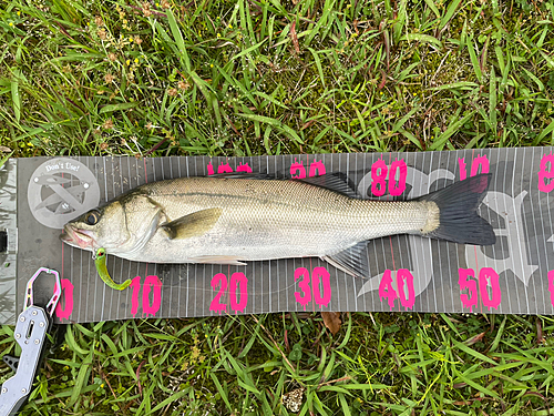 シーバスの釣果