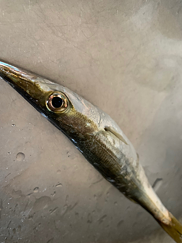 カマスの釣果