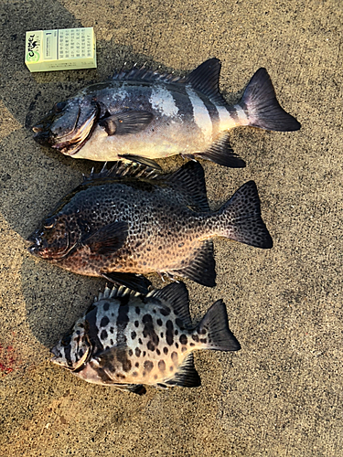 イシダイの釣果