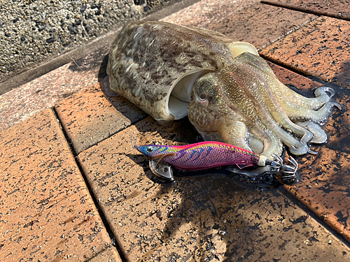 モンゴウイカの釣果