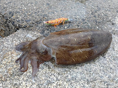 モンゴウイカの釣果