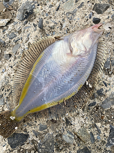 カレイの釣果