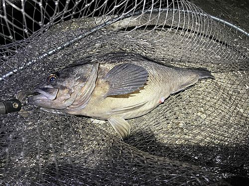 クロソイの釣果