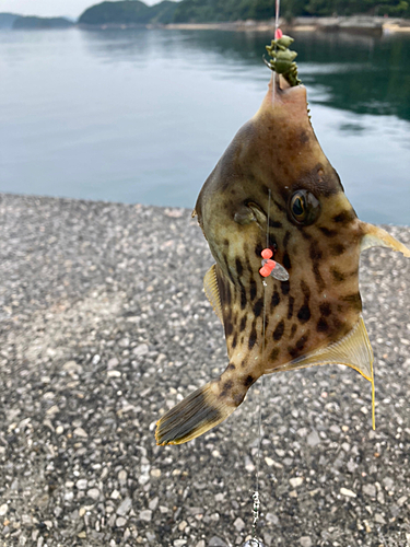 カワハギの釣果