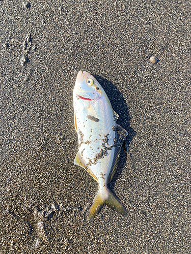 ショゴの釣果