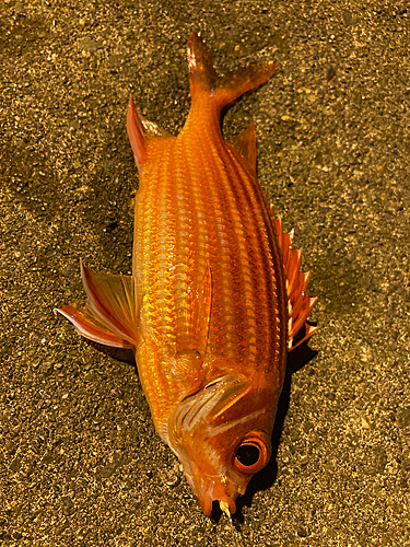 ナミマツカサの釣果