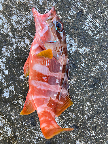 アカハタの釣果