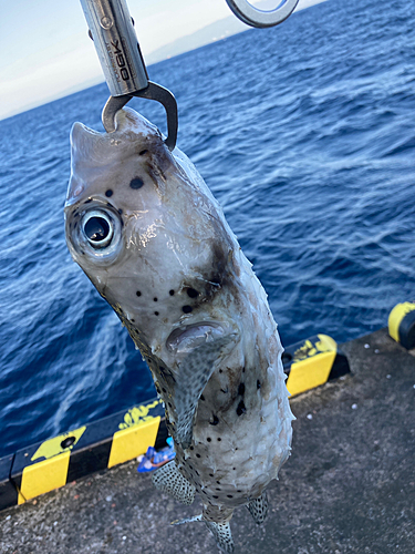 イシガキフグの釣果