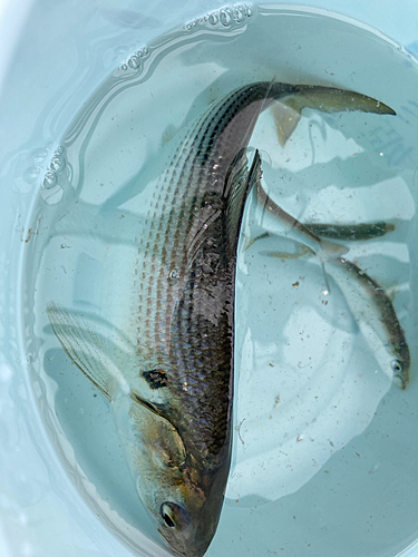 コノシロの釣果