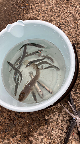 カタクチイワシの釣果