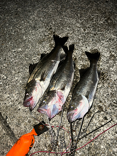 シーバスの釣果