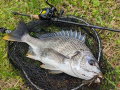 キビレの釣果