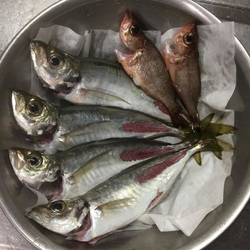 アジの釣果