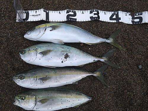 イナダの釣果