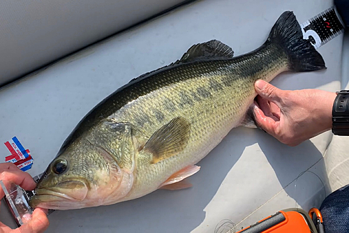 ブラックバスの釣果