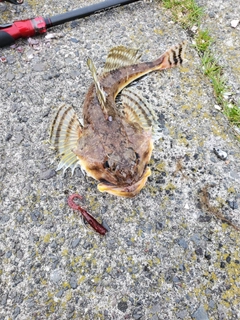 カジカの釣果