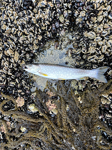 アメマスの釣果