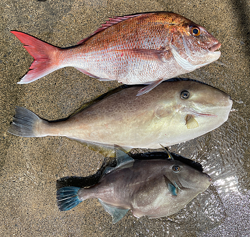 マダイの釣果