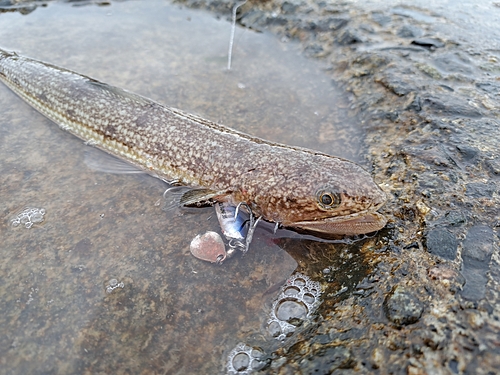 エソの釣果