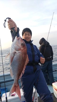 マダイの釣果