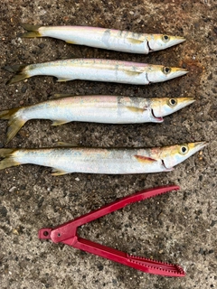 カマスの釣果