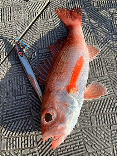 アカムツの釣果