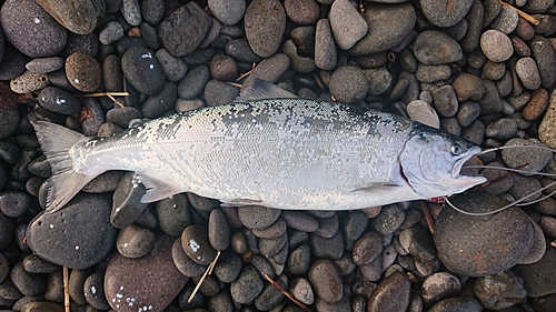 サクラマスの釣果