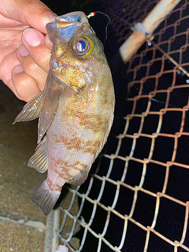 メバルの釣果