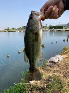 ラージマウスバスの釣果