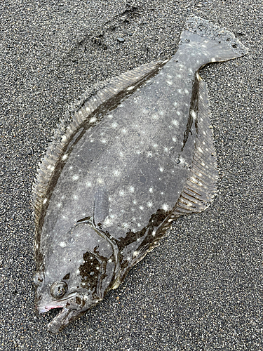 ヒラメの釣果