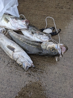 シーバスの釣果