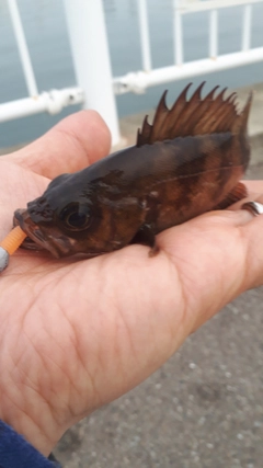 シロメバルの釣果