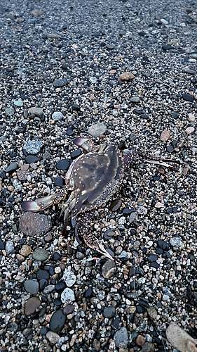 カニの釣果