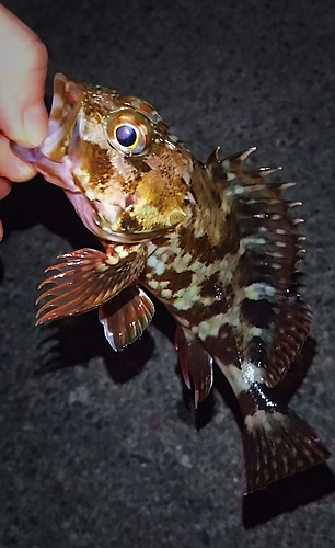 カサゴの釣果