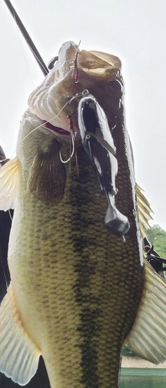 ブラックバスの釣果