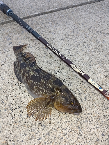 アイナメの釣果